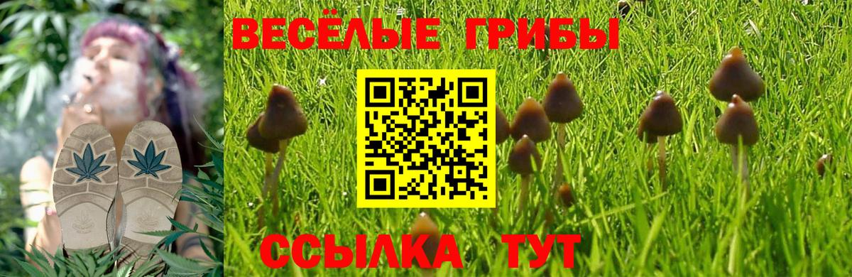 Псилоцибиновые грибы Psilocybe  закладка  Галлюциногенные грибы прущие грибы  Шадринск  Вход с VPN 